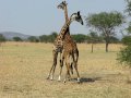 Giraffes fighting for the femalewest serengeti safari