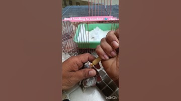 How to Hand feed a Love Birds Chicks with care. #budgies #birdslover #parrot #bird #handfeeding