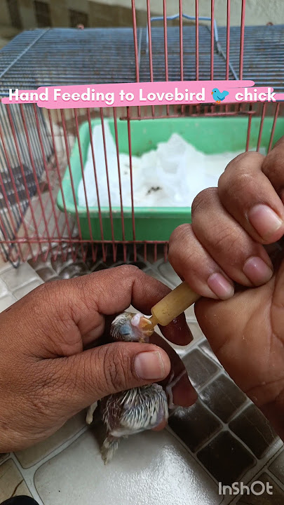 How to Hand feed a Love Birds Chicks with care. #budgies #birdslover #parrot #bird #handfeeding