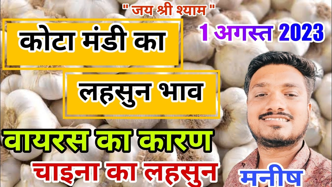 Kota Mandi Ka Aaj Ka Lahsun Bhav Today Fresh Raw Garlic Rate Today