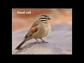 Cape Bunting song and call