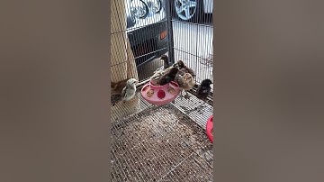 pure pama chicks. My new Red pama brood X my pure bred pama pullets