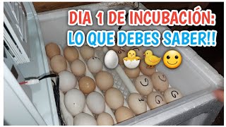 DIA 1 DE INCUBACIÓN: LO QUE DEBES SABER