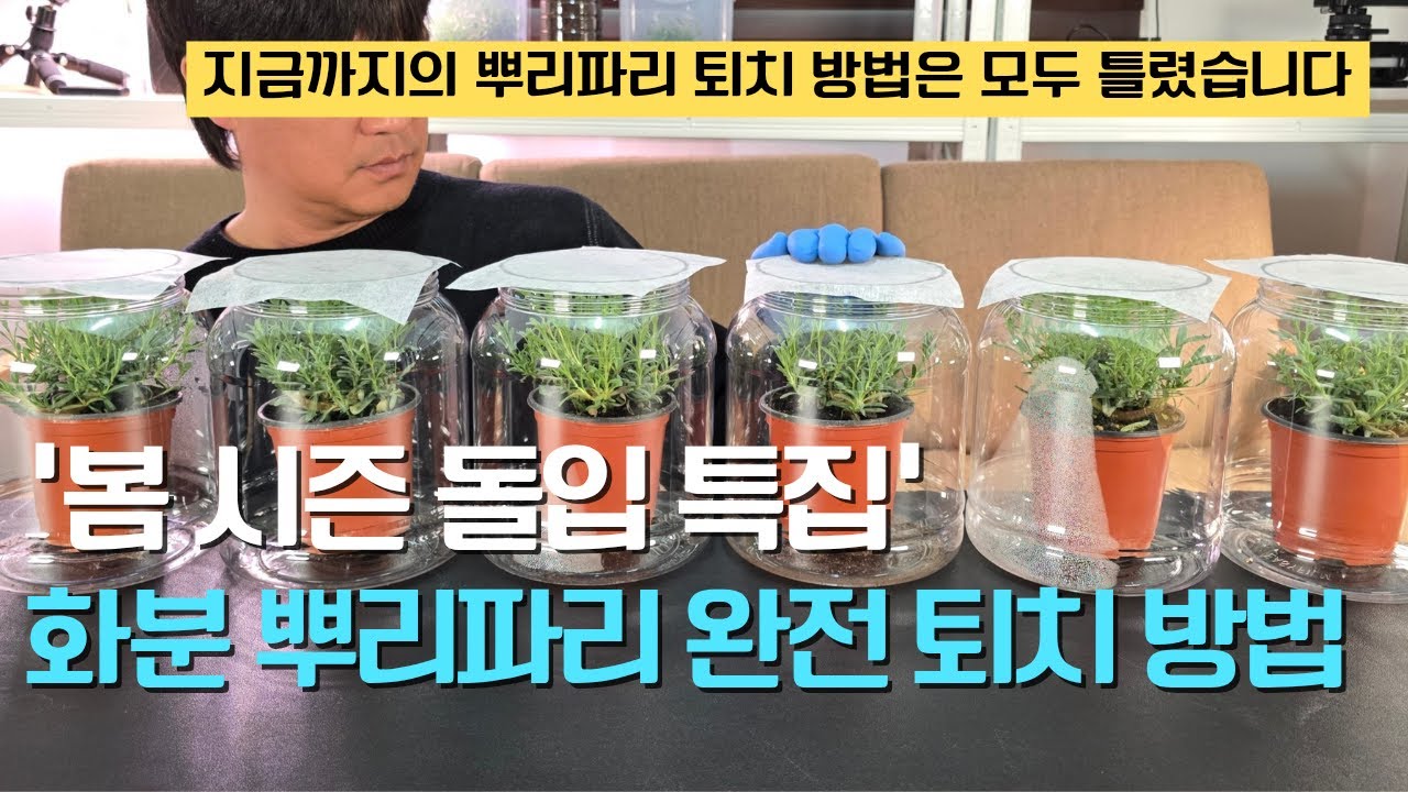 173. 화분에 뿌리파리를 완전히 퇴치하는 완벽한 방법을 알려드립니다