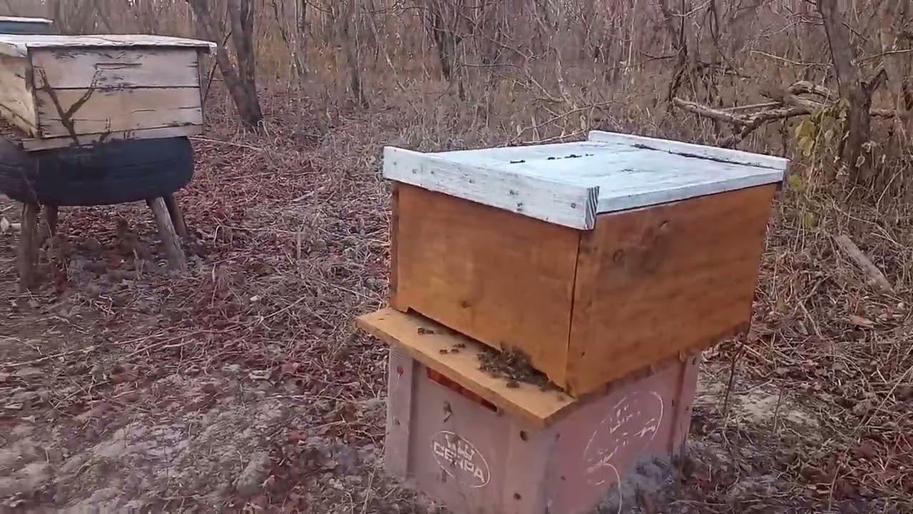 alimentador simples para abelhas