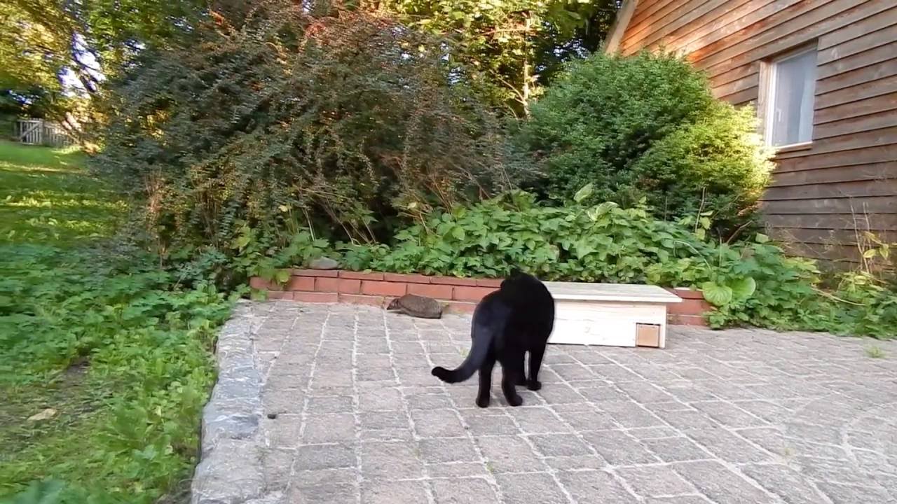 In meinem Garten - YouTube