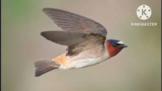 Chim én gọi bầy mới nhất