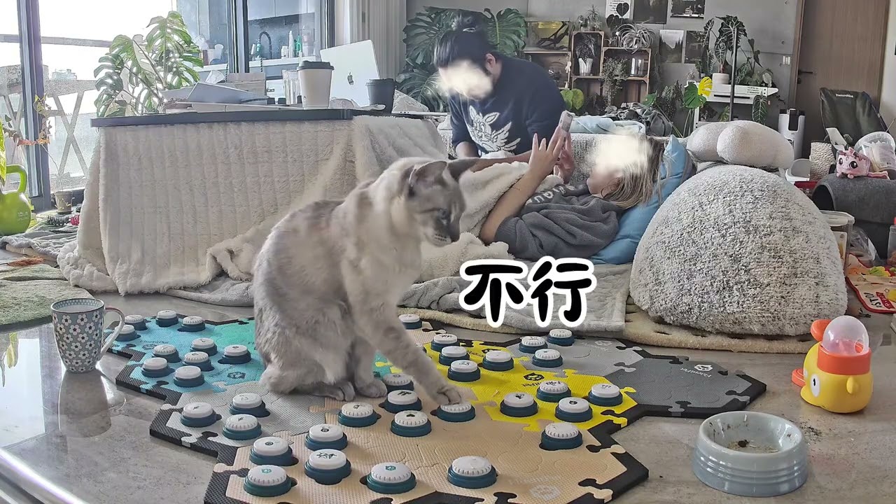 Heartwarming New Year Greeting from My Siamese Kitten