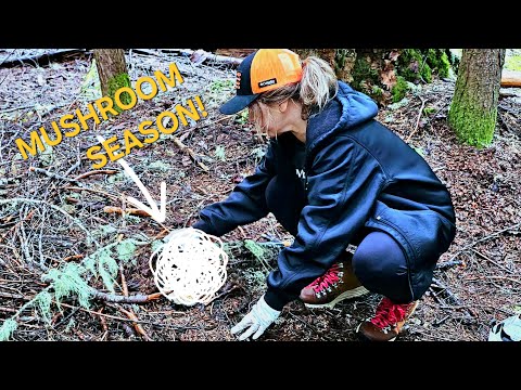 حصاد ماتسوتاكي الموسم المبكر    