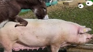 The donkey is an animal, and the pig is also, but can they be ...