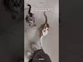 #petsitter #petsitting #catshorts #cats #catsofyoutube #cutecats #catsofinstagram #catsoftiktok #yt