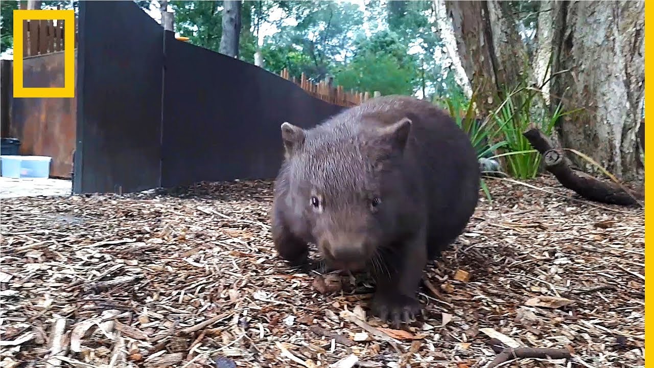 A estos adorables wómbats les encanta correr | National Geographic en Español videos de ciencia ficcion