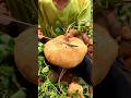 Enjoy With Jicama Harvest Trending Agriculture Viral Shorts 