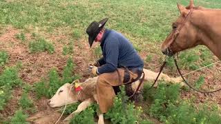 Wheat Pasture with the Wilsons