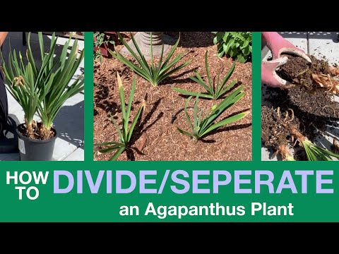 فيديو: هل يمكنني تقسيم Agapanthus - نصائح حول تقسيم Agapanthus وزرعها