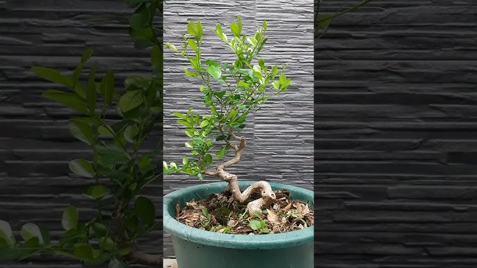 樹日記 七里香 小品 Common Jasmin Orange 冠品園藝盆栽 Youtube