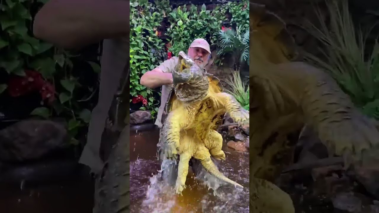 Huge Alligator Snapping Turtle American Alligatorsnappingturtle Reptile Zoo Livingthedream