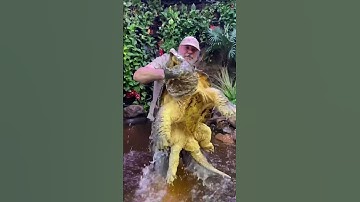 Thumbnail of Huge Alligator Snapping Turtle! #american #alligatorsnappingturtle #reptile #zoo #livingthedream
