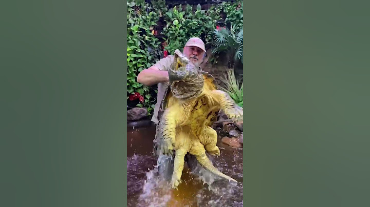 Huge Alligator Snapping Turtle! #american #alligatorsnappingturtle #reptile #zoo #livingthedream