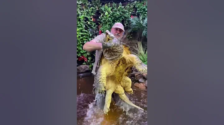 Huge Alligator Snapping Turtle! #american #alligatorsnappingturtle #reptile #zoo #livingthedream - DayDayNews