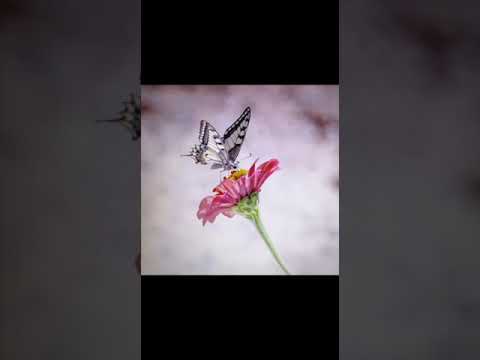 ¿QUÉ MARIPOSAS CONOCES?