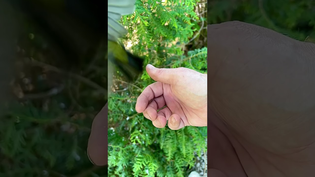 Release of Broad Ringe White-Eye Zosterops in Bird Aviary | Softbills