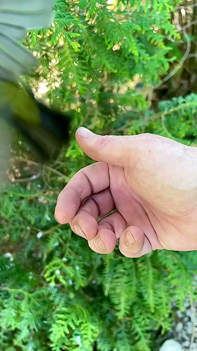 Release of Broad Ringe White-Eye Zosterops in Bird Aviary | Softbills