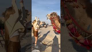 Deve Dansı Ters Gitti