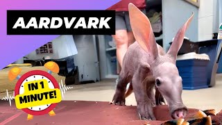 Aardvark ❤‍ Cute & Quirky Critter! | 1 Minute Animals