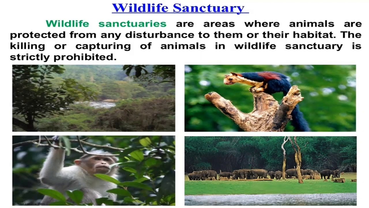 Class 8 L 7 conservation of plants and animals YouTube