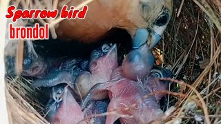 KELAPARAN ‼️BURUNG EMPRIT BRONDOL(KAJI) MEMBERI MAKAN ANAKNYA DI SARANG