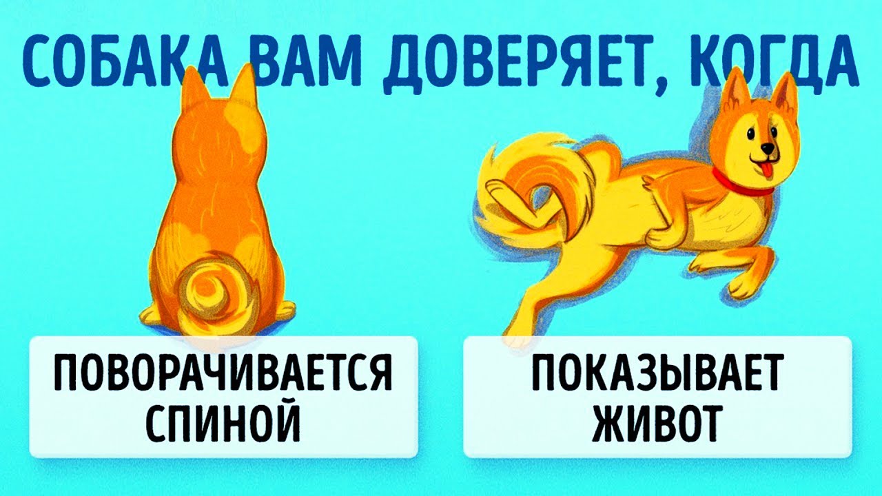 Что делать новому владельцу собаки