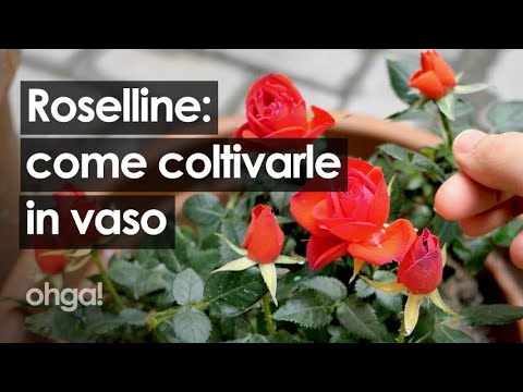 Video: Come Bere Le Rose?