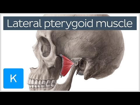Function of the Lateral Pterygoid Muscle - Human Anatomy | Kenhub