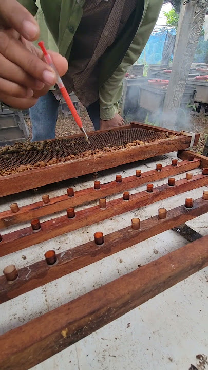 Create a bee king #honeybeedance #beekeeping #beefeater #honeybeesting