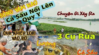 Sông Vàm Nao Cuối Cùng Cá Sấu Đã Nổi Lên Cùng 3 Chú Rùa Khủng Sự Thật Dưới Đáy Sông