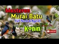 Masteran murai batu full nembak ngeroll cocok untuk melatih trotolan #masteranburung