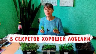 ЛОБЕЛИЯ! 5 СЕКРЕТОВ ПЕРЕСАДКИ!!!