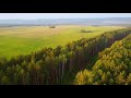 video background || trees and peace
