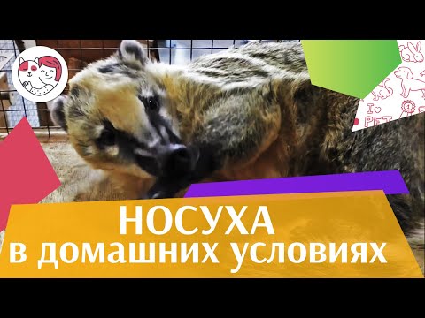 4 причины завести носуху на ilikepet