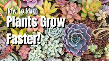 How To Make Plants Grow Faster - The Walled Nursery