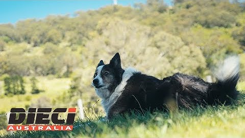 Dieci Australia Agri Pivot T70 and Agri Max 70.10 Telehandlers