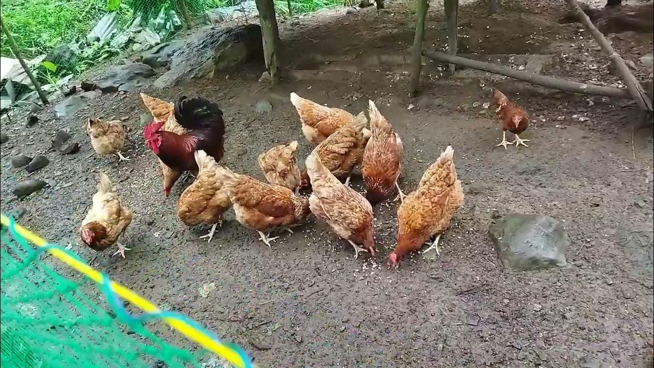 F1 Brown Dekalb / Rhode Island Red Free Range Heritage Chicken