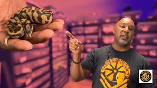 TSK Hypo x Acid Clutch Reveal! Future of the True Ghost Ball Python Project!