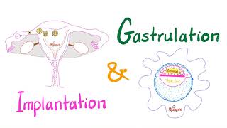Implantation and Gastrulation