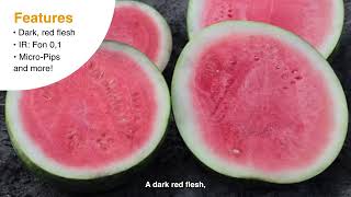 In The Field With Prelita Mini Seedless Watermelon From Basf Nunhems