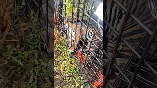 Download Lagu masyarakat tangkap harimau besar tetapi pemerintah tidak setuju #harimau #tangkapharimau #shorts MP3