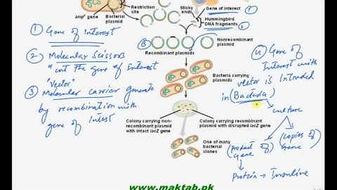 FSc Biology Book2, CH 23, LEC 2: Cloning of Gene DNA Recombinant Technology
