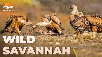 WILD SAVANNAH | Vultures: Rulers of the Wild Skies #AnimalDocumentary | Wildlife Documentary
