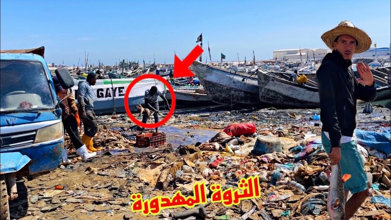 مغربي يندهش من الصيد الجائر و الثروه السمكية الفاسدة في موريتانيا 🇲🇷 الثروة المهدورة |wasted fish